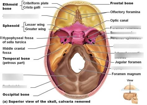 Inside Skull Diagram | Quizlet