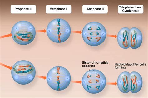 Meiosis II - Stages and Significance of Meiosis-II Cell Division