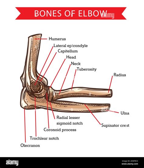 Olecranon Process Of Ulna