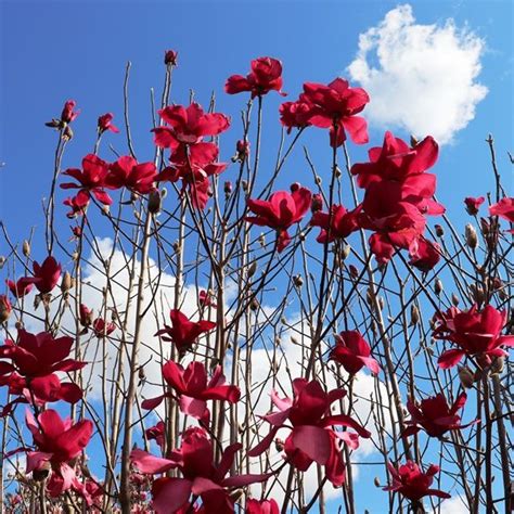 Magnolia x soulangeana 'Vulcan' - Warners Nurseries