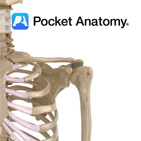 Scapula - coracoid process - Pocket Anatomy