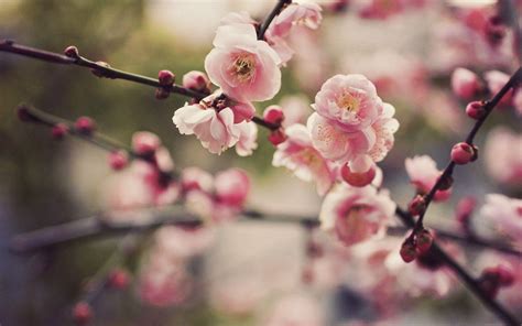 Cherry Blossom Desktop Backgrounds - Wallpaper Cave