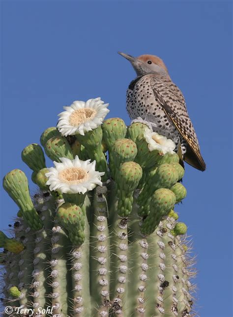 Cactus Jungle - San Francisco Bay Area - Bird on Blooming Saguaro