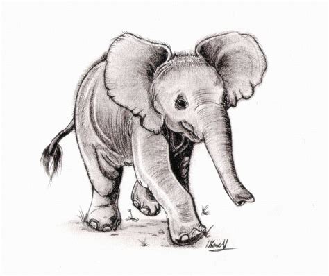 Pencil Drawings Of Baby Elephants - pencildrawing2019