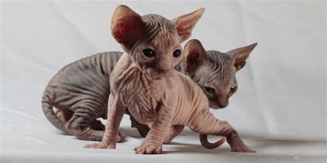 Sphynx Colors & Patterns - Sphynx cats and kittens