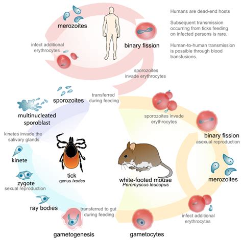 Babesia microti - Wikipedia