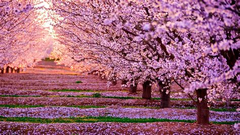 Cherry Blossom Wallpapers HD - Wallpaper Cave