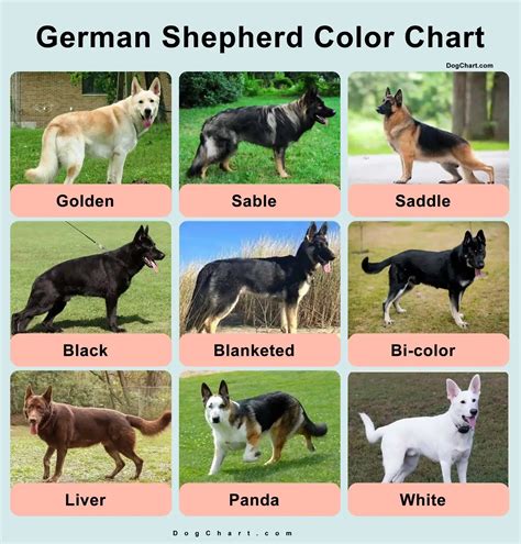 13 German Shepherd Colors and Stunning Facts | German shepherd colors, Black german shepherd ...