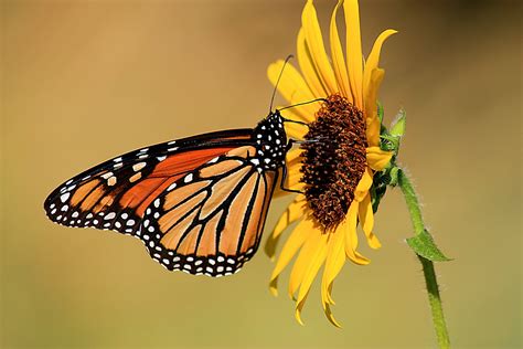 Monarch Butterfly On Sunflower Free Stock Photo - Public Domain Pictures