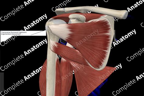 Transverse Humeral Ligament | Complete Anatomy