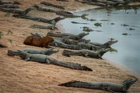 Why Don't Alligators, Crocodiles, Or Caimans Eat Capybaras? (Vet Tech Explains) - The Reptile Room