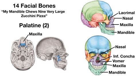 Facial Bones of the Skull Mnemonic: Anatomy and Labeled Diagram — EZmed