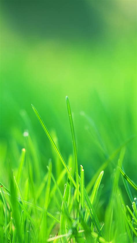 Nature Green Android Wallpaper With Image Resolution - Green Nature Wallpaper Hd - 1080x1920 ...