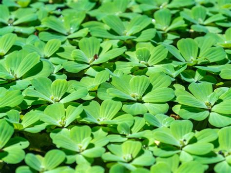 Water Lettuce Pond Plants - How To Grow Water Lettuce