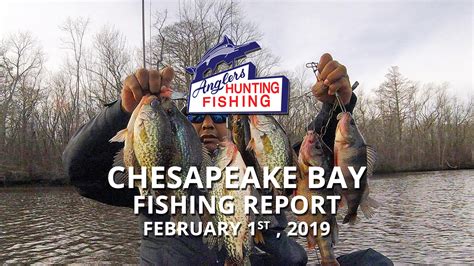 Chesapeake Bay Fishing Report - February 1st, 2019 > Anglers Sport Center