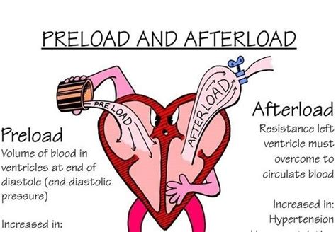 preload of the heart | Will vasodilation increase cardiac output and venous return or ...