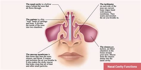 What is Nasal Cavity? Amazing Fun Facts about Nasal Cavity, Diseases, Function & Anatomy