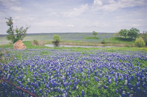 Texas Bluebonnets Bluebonnet Wildflower Photography Flower - Etsy