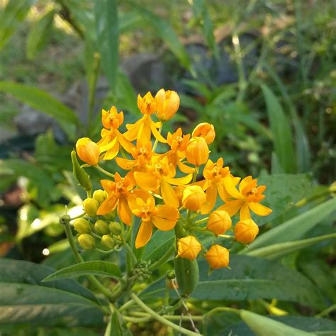 Cody's Plants: Do we have Florida Native Milkweed?