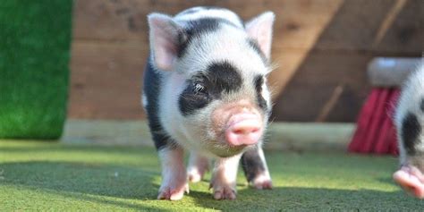 Remember to check out Petpiggies website for lots of micro pig information, pictures and videos ...