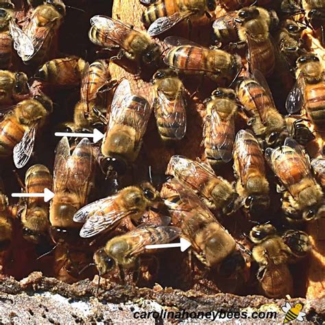 Honey Bee Drones: Why They are Important- Carolina Honeybees