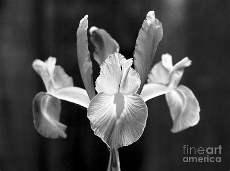 Spanish Iris Blossom Photograph by Greg Vaughn - Printscapes - Pixels