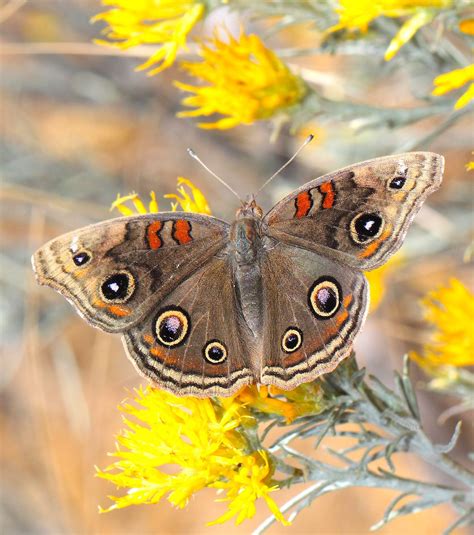 Tropical Buckeye Butterfly, size, photographs, characteristics