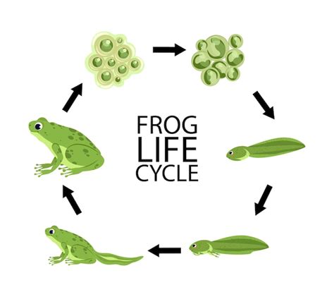 Free Vector | Diagram showing life cycle of frog