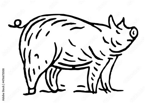 Pig standing. Side view. Vector black vintage engravin Stock Vector | Adobe Stock