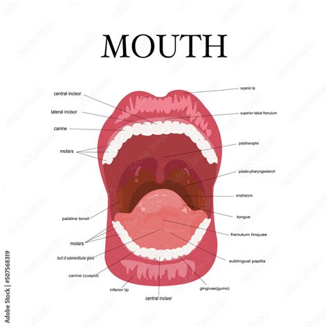 Mouth Anatomy Diagram