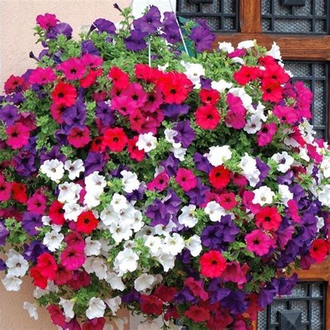 PETUNIA BALCONY MIX | Flowers | Petunia | Premier Seeds Direct ltd