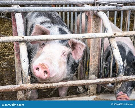 One pig stock image. Image of fence, animal, livestock - 30660609