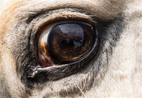 Preventing Horse Eye Problems | Cave Creek Equine