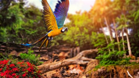 Colorful Parrot 4k, HD Birds, 4k Wallpapers, Images, Backgrounds, Photos and Pictures