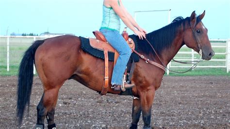 Barrel Racing Horses For Sale In Colorado - Horse Choices