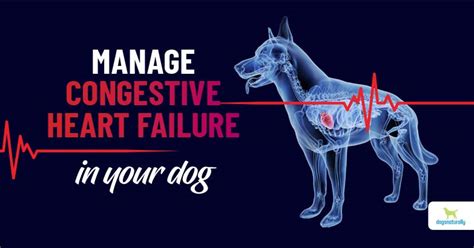 Holistic Options For Congestive Heart Failure In Dogs - Dogs Naturally