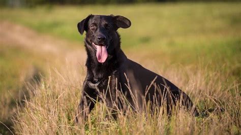 Border Collie Lab Mix: Borador Traits, Health & Feeding Guide