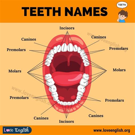 Human Teeth Diagram Labeled