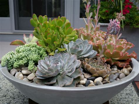 How to Plant Your Own Succulent Bowl - World of Succulents