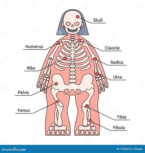 Human Body Structure Infographic. Skeleton Kids Friendly, Bone Names Stock Vector - Illustration ...