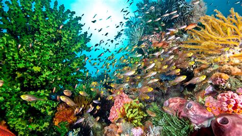 The wondrous worlds of coral reefs and why we need to protect them | BBC Earth