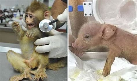 Monkey-pig hybrid: World's first piglet with monkey DNA born in bizarre Chinese experiment ...