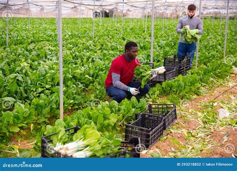 Farmers Harvesting Swiss Chard Stock Photo - Image of casuals, farmers: 293218852