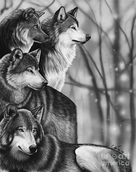 Wolf Pack Drawings In Pencil