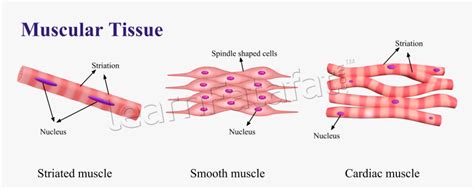 Transparent Chapter Clipart - Animal Tissue Diagram Class 9, HD Png Download - kindpng