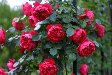 15 Best Red Climbing Roses - SONG OF ROSES