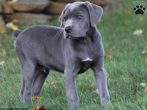 Cane Corso Great Dane Mix Puppies For Sale | PETSIDI