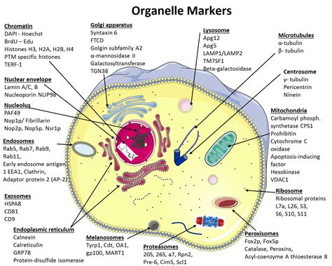 Animal Cells Label The Organelles