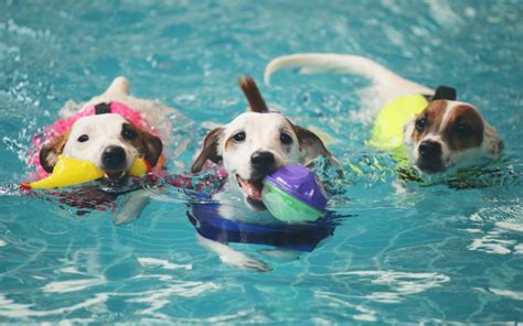 Swimming Pool Safety for Dogs | Jacksonville Community Pet Clinics