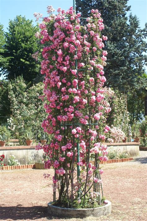 Climbing Roses - Ludwig's Roses | Rose garden design, Climbing roses, Garden design